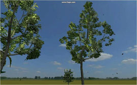Vegetation