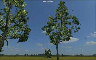 vegetation