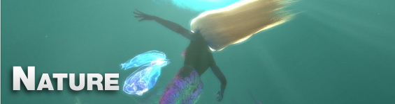 Nature in Real-time from NVIDIA
