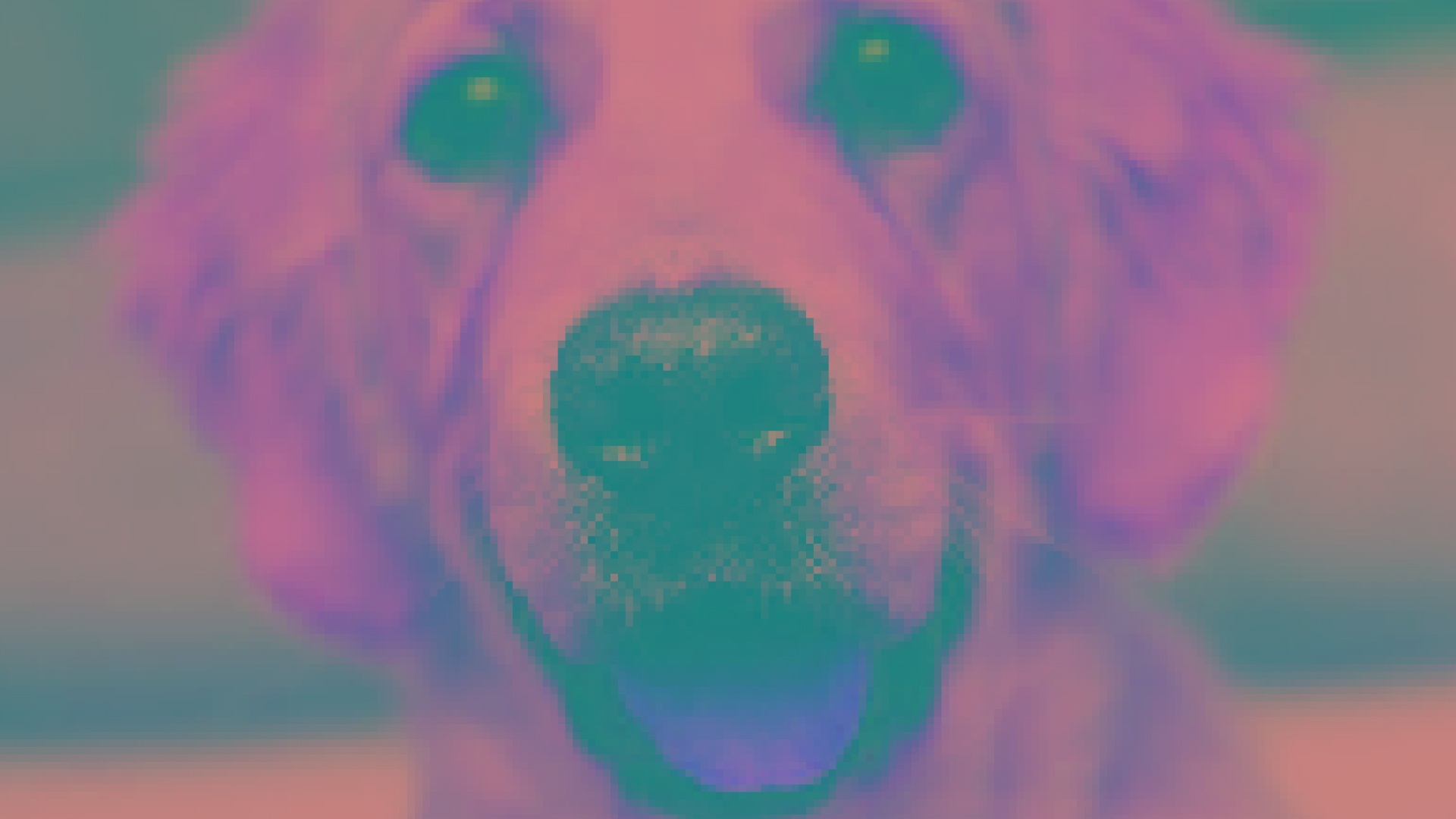 DALI  supports color space conversion operations using an image of a dog smiling