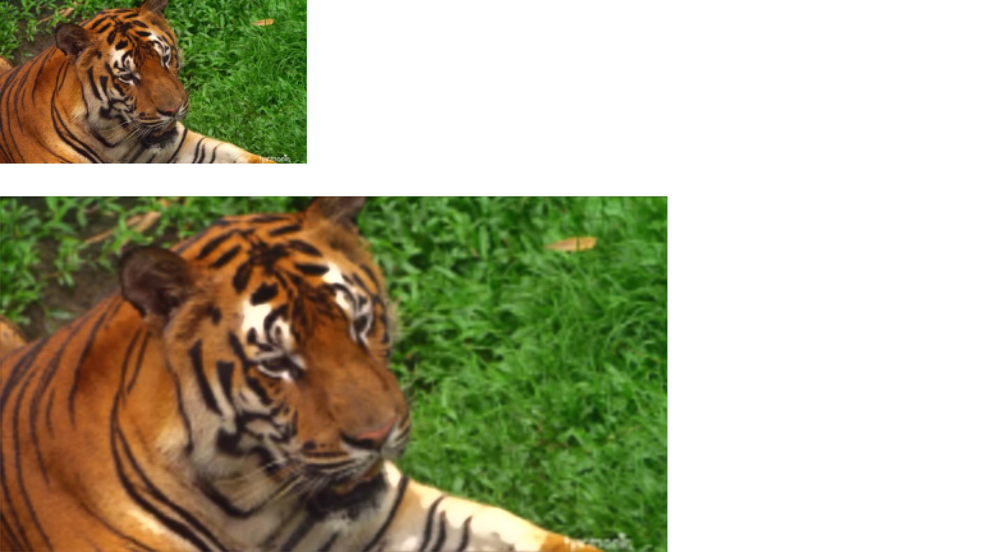  DALI supports data loading operators for video processing using an image of a tiger